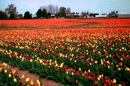 حقول التيوليب 1_tulip