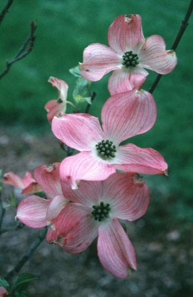 photo of dogwood in bloom