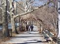 Walking path in Central Park