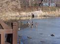 Ducks at edge of frozen lake