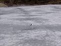 Seagull on ice