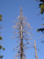 Dead tree