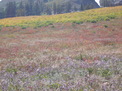 Brush on snow fields