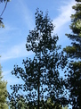 Quaking aspen silhouette