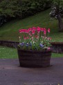 Tulips near McCaig's tower